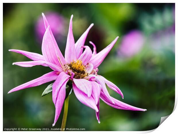 Pink Dahlia In The Flower Border Of Rousham House Print by Peter Greenway