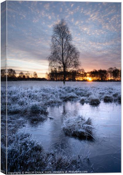 Lone tree on a frosty morning on the common York 168 Canvas Print by PHILIP CHALK