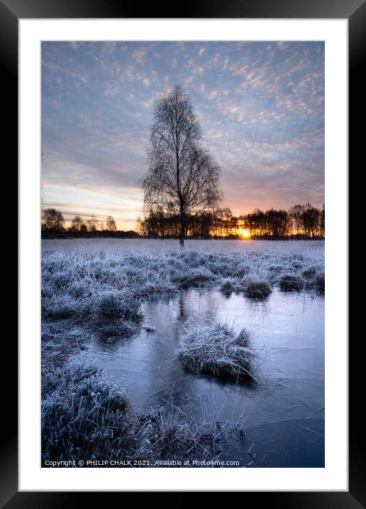 Lone tree on a frosty morning on the common York 168 Framed Mounted Print by PHILIP CHALK