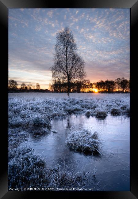 Lone tree on a frosty morning on the common York 168 Framed Print by PHILIP CHALK