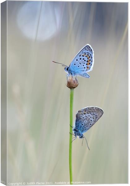 Silver-studded Blue Butterflies - Plebejus argus,  Canvas Print by Judith Flacke