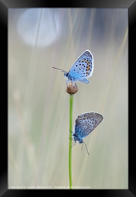 Silver-studded Blue Butterflies - Plebejus argus,  Framed Print by Judith Flacke