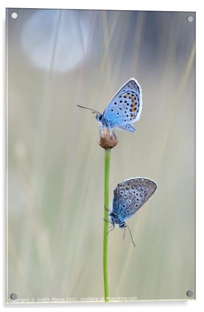 Silver-studded Blue Butterflies - Plebejus argus,  Acrylic by Judith Flacke