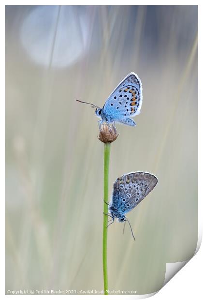 Silver-studded Blue Butterflies - Plebejus argus,  Print by Judith Flacke