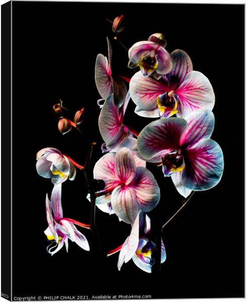 Others Pink and white Orchids with black background 170 Canvas Print by PHILIP CHALK