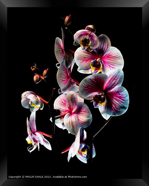 Others Pink and white Orchids with black background 170 Framed Print by PHILIP CHALK