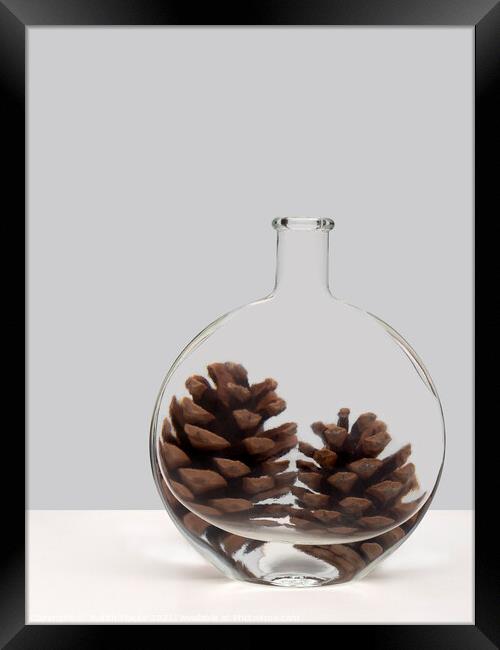 Pine cone refraction. Framed Print by Judith Flacke