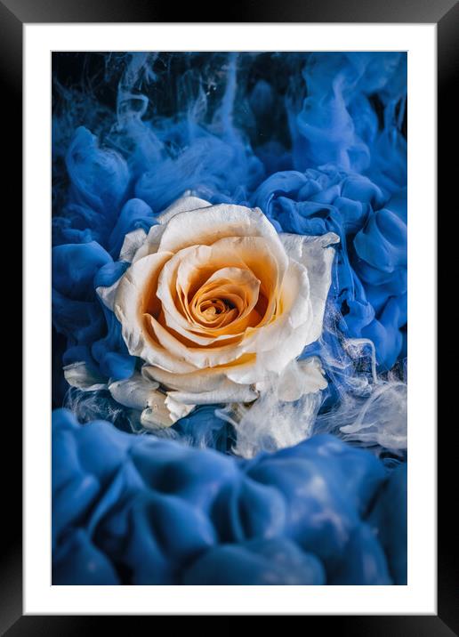 Magical Rose Framed Mounted Print by Steffen Gierok-Latniak