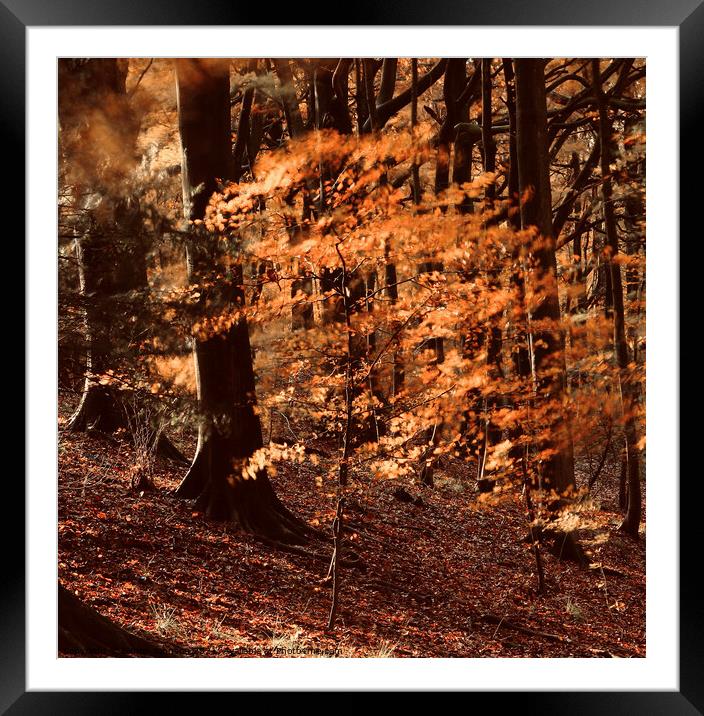 Autumn splendour  Framed Mounted Print by Simon Johnson
