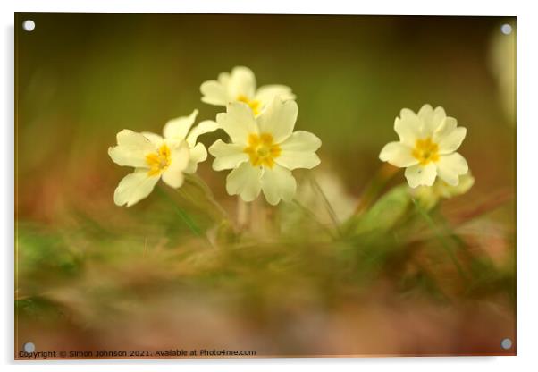 Primrose flowers Acrylic by Simon Johnson