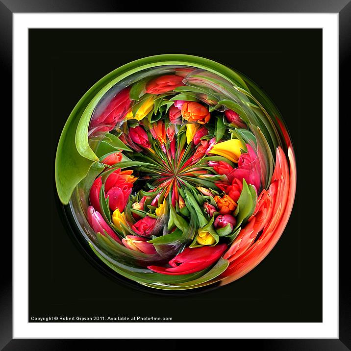 Spherical Paperweight Tulips for you Framed Mounted Print by Robert Gipson