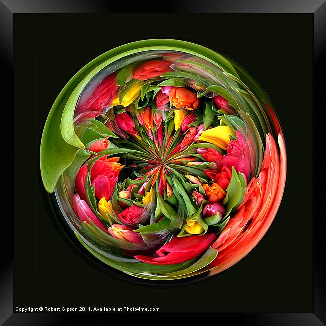 Spherical Paperweight Tulips for you Framed Print by Robert Gipson