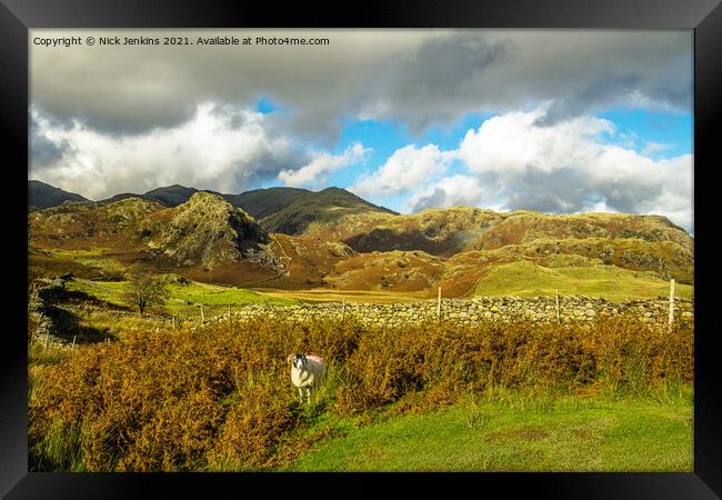 The Coniston Fells and sheep in the Lake District Framed Print by Nick Jenkins