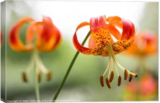 Tiger Lilies Canvas Print by Peter Greenway