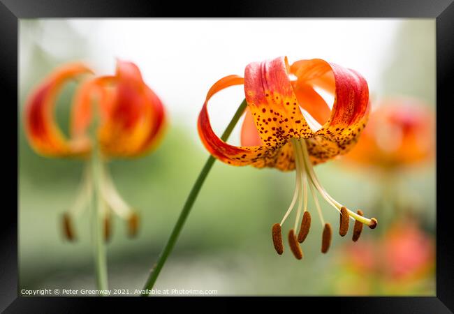 Tiger Lilies Framed Print by Peter Greenway