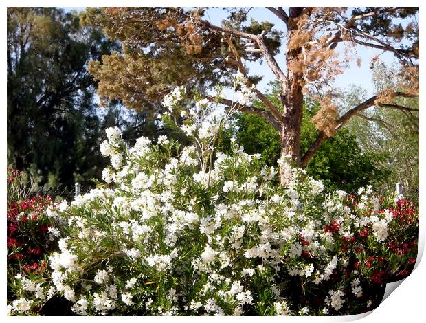 White Oleanders Print by Stephanie Moore
