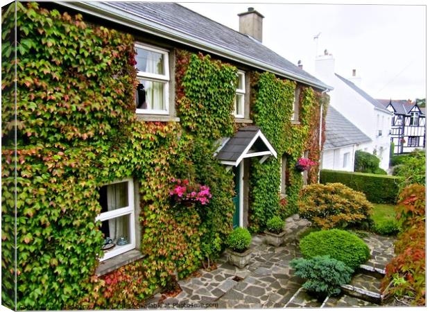 Ivy Covered House #2 Canvas Print by Stephanie Moore