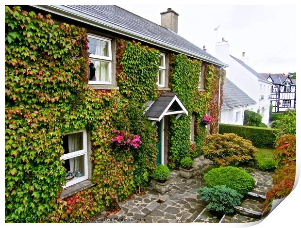 Ivy Covered House #2 Print by Stephanie Moore