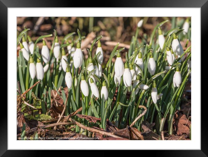 Flowering wild snowdrops Framed Mounted Print by Richard Laidler
