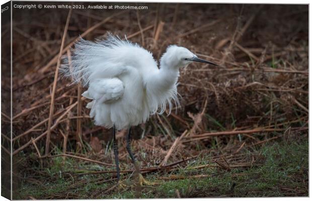 Egret fluffing himself up Canvas Print by Kevin White