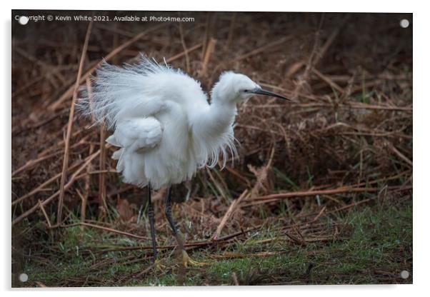 Egret fluffing himself up Acrylic by Kevin White