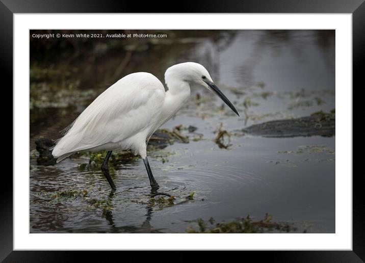Egret wading through water  Framed Mounted Print by Kevin White