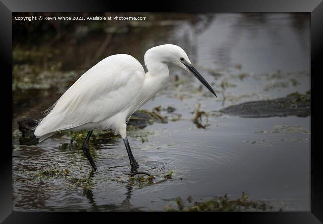 Egret wading through water  Framed Print by Kevin White