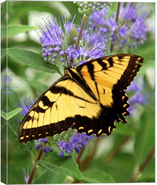 Eastern Tiger Swallowtail Butterfly Canvas Print by Kathleen Stephens
