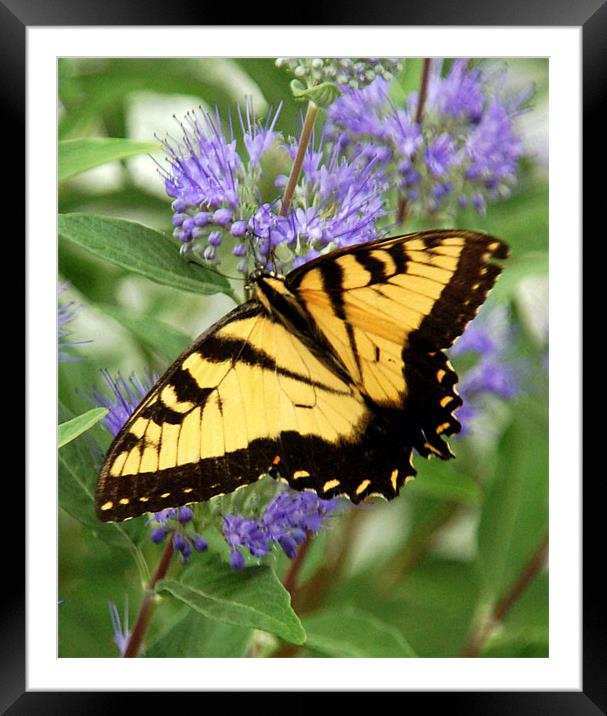 Eastern Tiger Swallowtail Butterfly Framed Mounted Print by Kathleen Stephens