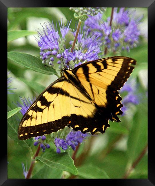 Eastern Tiger Swallowtail Butterfly Framed Print by Kathleen Stephens