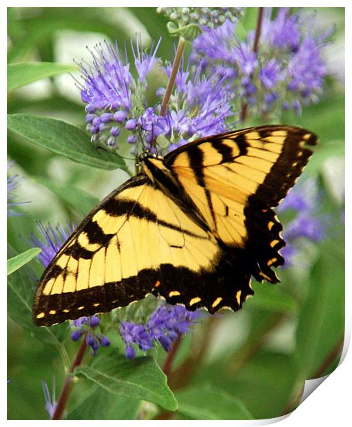 Eastern Tiger Swallowtail Butterfly Print by Kathleen Stephens