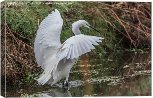 Egret landing on water Canvas Print by Kevin White