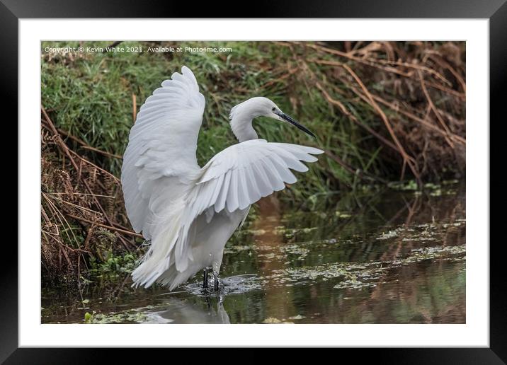 Egret landing on water Framed Mounted Print by Kevin White