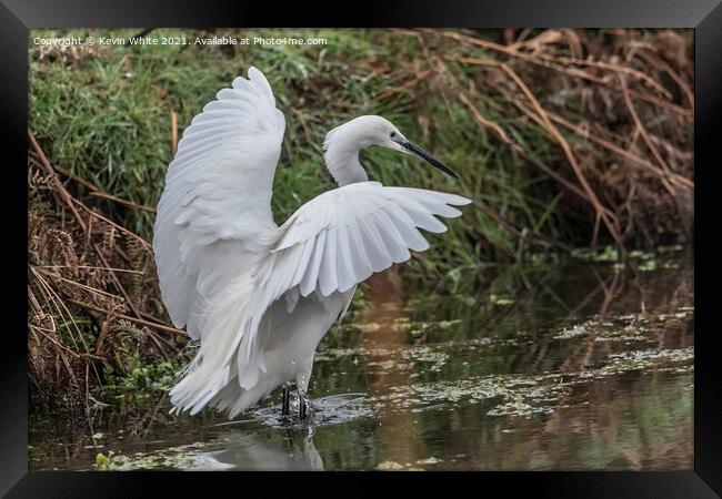 Egret landing on water Framed Print by Kevin White