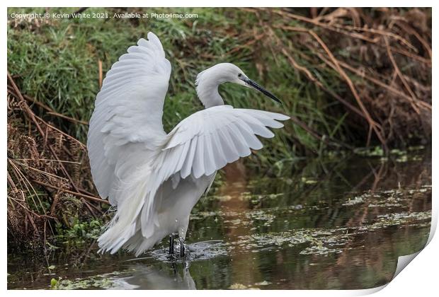 Egret landing on water Print by Kevin White