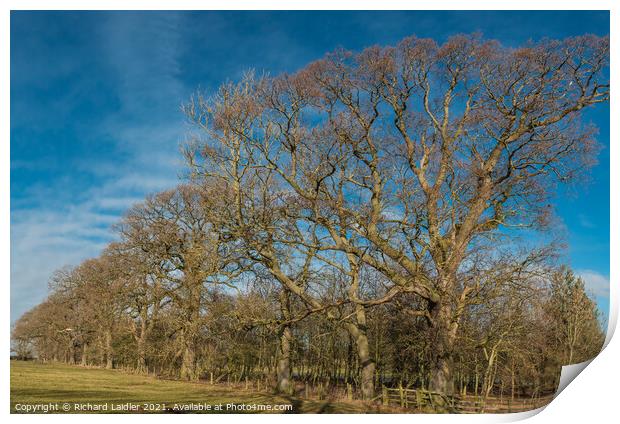 Thorpe Oaks on Parade Print by Richard Laidler