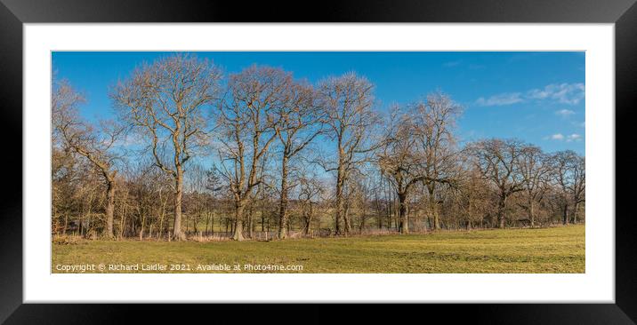 Winter Oaks Panorama Framed Mounted Print by Richard Laidler