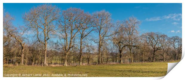 Winter Oaks Panorama Print by Richard Laidler