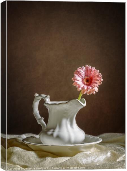 Single Gerbera Flower Canvas Print by Amanda Elwell