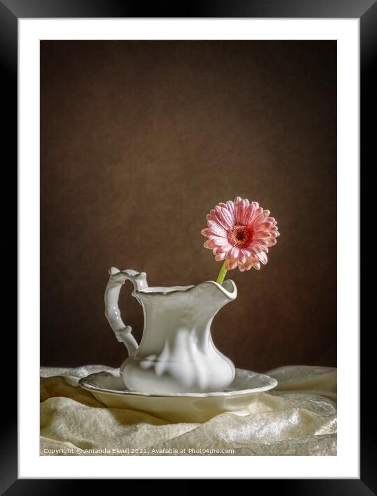 Single Gerbera Flower Framed Mounted Print by Amanda Elwell