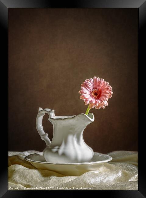 Single Gerbera Flower Framed Print by Amanda Elwell
