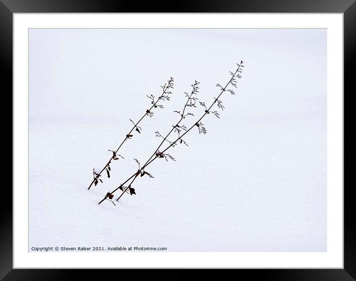 Flower stalks in snow Framed Mounted Print by Steven Ralser