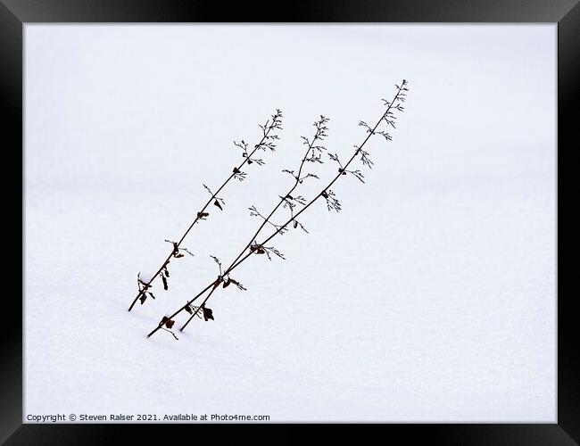 Flower stalks in snow Framed Print by Steven Ralser