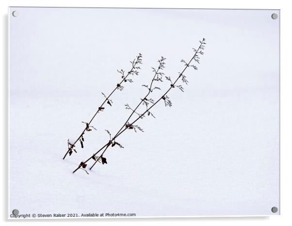 Flower stalks in snow Acrylic by Steven Ralser