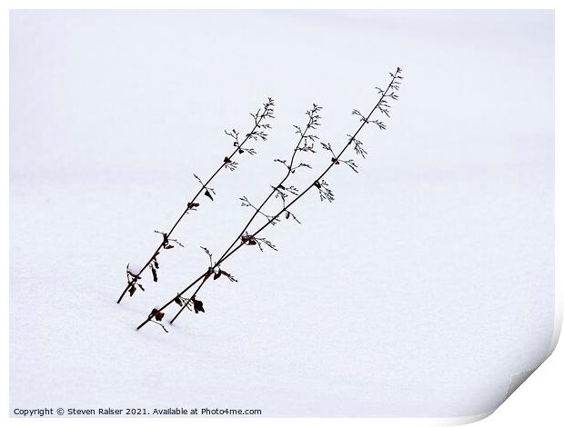 Flower stalks in snow Print by Steven Ralser