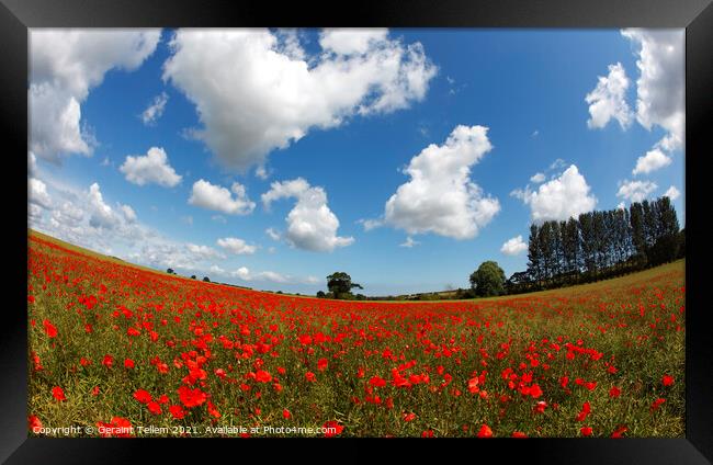 Poppies in field near Binham and Holt, north Norfolk, England, UK Framed Print by Geraint Tellem ARPS
