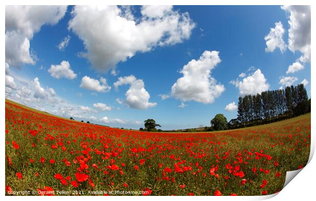 Poppies in field near Binham and Holt, north Norfolk, England, UK Print by Geraint Tellem ARPS