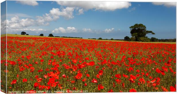 Poppies in field near Binham and Holt, North Norfolk, England, UK Canvas Print by Geraint Tellem ARPS