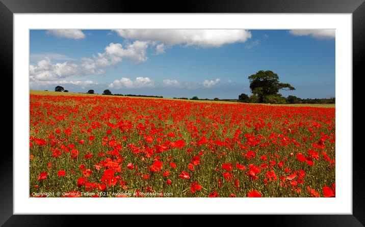 Poppies in field near Binham and Holt, North Norfolk, England, UK Framed Mounted Print by Geraint Tellem ARPS