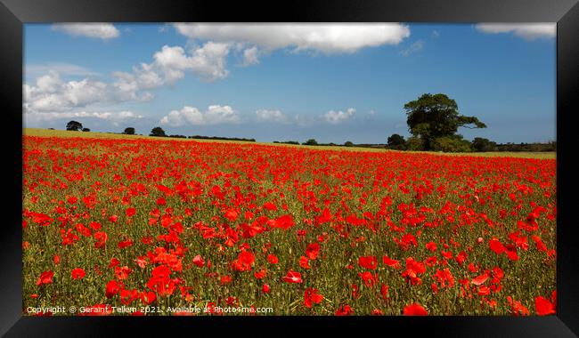 Poppies in field near Binham and Holt, North Norfolk, England, UK Framed Print by Geraint Tellem ARPS
